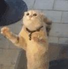 日本人看中国双十一,日本人羡慕中国人的三件事