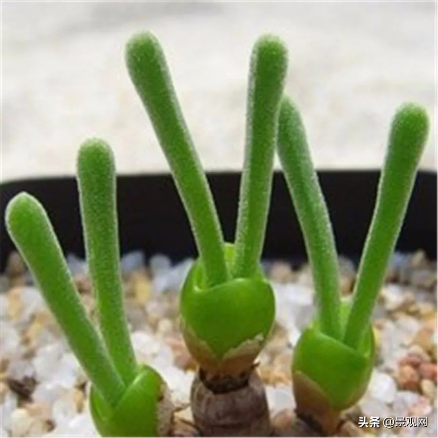 长有兔子耳朵的多肉好养,多肉兔耳朵能长多高