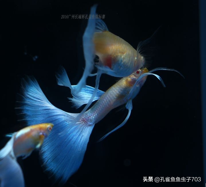 合缸后出现死鱼怎么办,钓到死鱼怎么破解