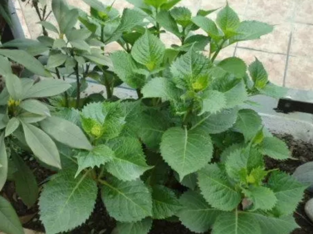 4月种绣球花当年开花吗,4月绣球没有花苞可以修剪吗