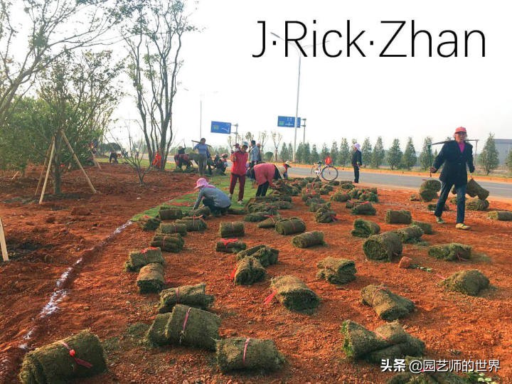 适合北方庭院种植的低矮草坪,家庭庭院怎样混搭种植草坪和蔬菜