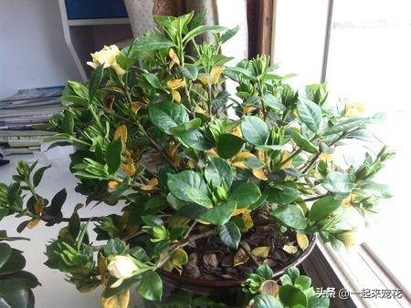 养花老是浇死怎么办,养花老是掉绿叶子怎么办