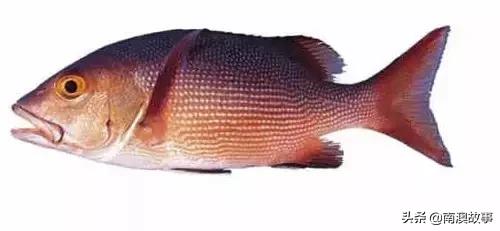 潮汕海鲜大全带图片,十大最好海鲜鱼