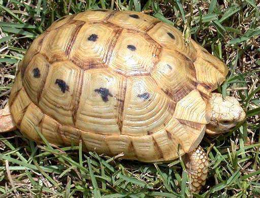 欧洲陆龟排酸吗,欧洲陆龟的图片