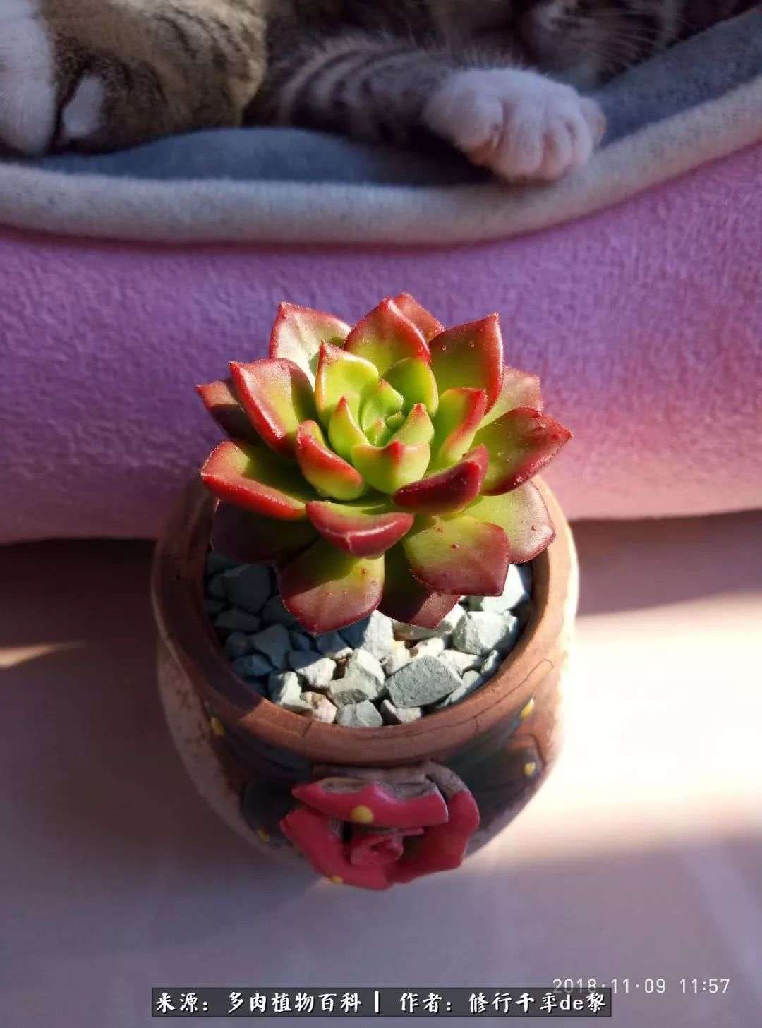 鱼和熊掌不可兼得自由和爱情,鱼和熊掌不可兼得胖和丑如影随形