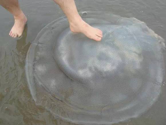 中国海鲜河鲜,市场河鲜海鲜种类大全