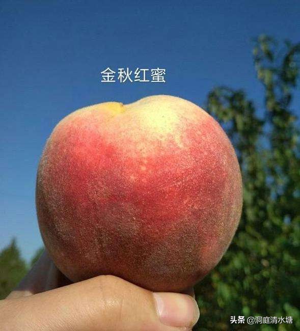 桃子甜度吉尼斯世界纪录,生长六个月的桃子成熟了