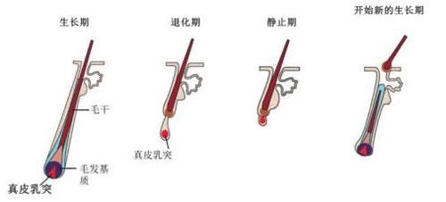 治疗脱发有必要做毛囊检测吗,脱发毛囊检测是怎么样检测的