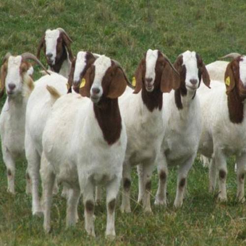 山羊咳嗽是怎么回事,波尔山羊反复发烧咳嗽