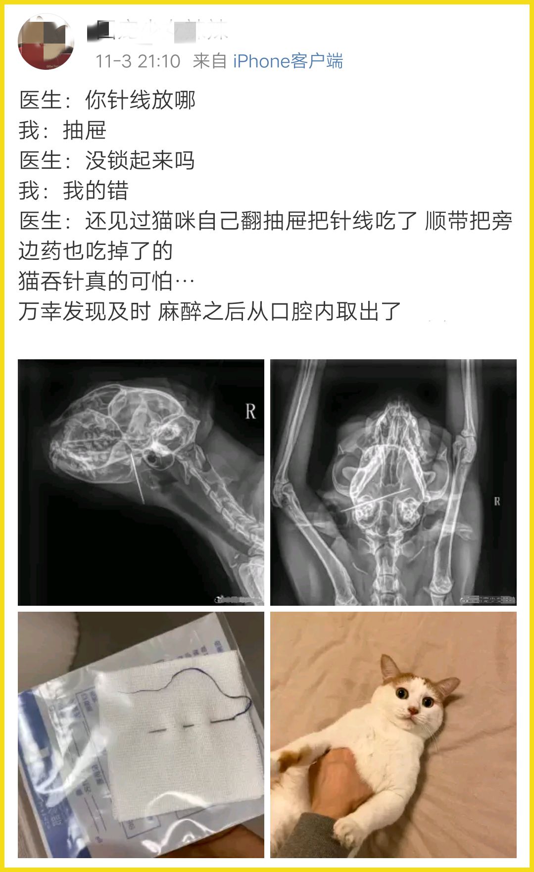 我家猫吞了根针险些丧命，这些东西千万别让猫碰