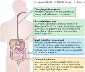 胃肠道疾病早发现:可吞咽设备的未来可期