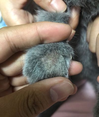 猫癣常识,猫癣讲解