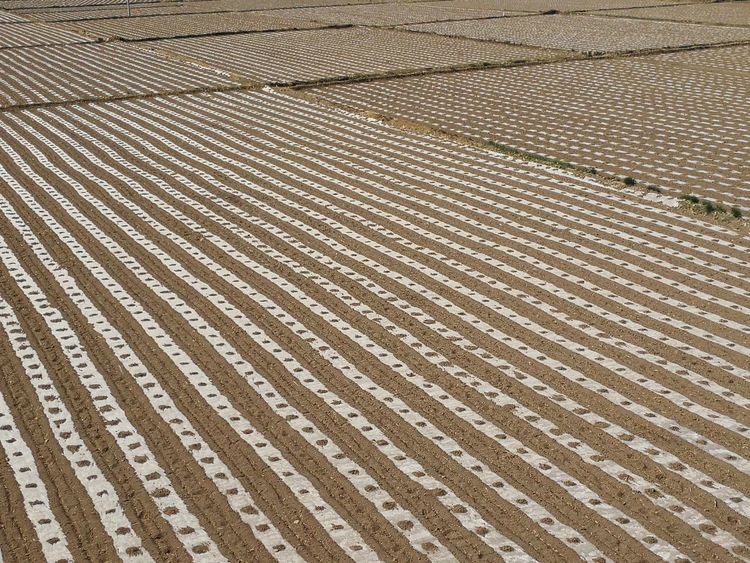 德农种业股份有限公司,德农种业专注种子