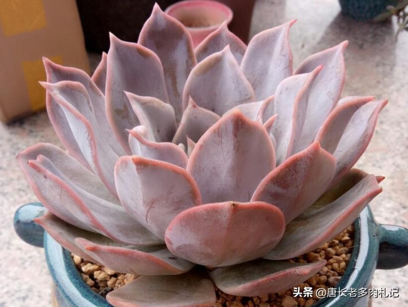 不怕晒的多肉该有哪几种,肉友喜欢的多肉品种