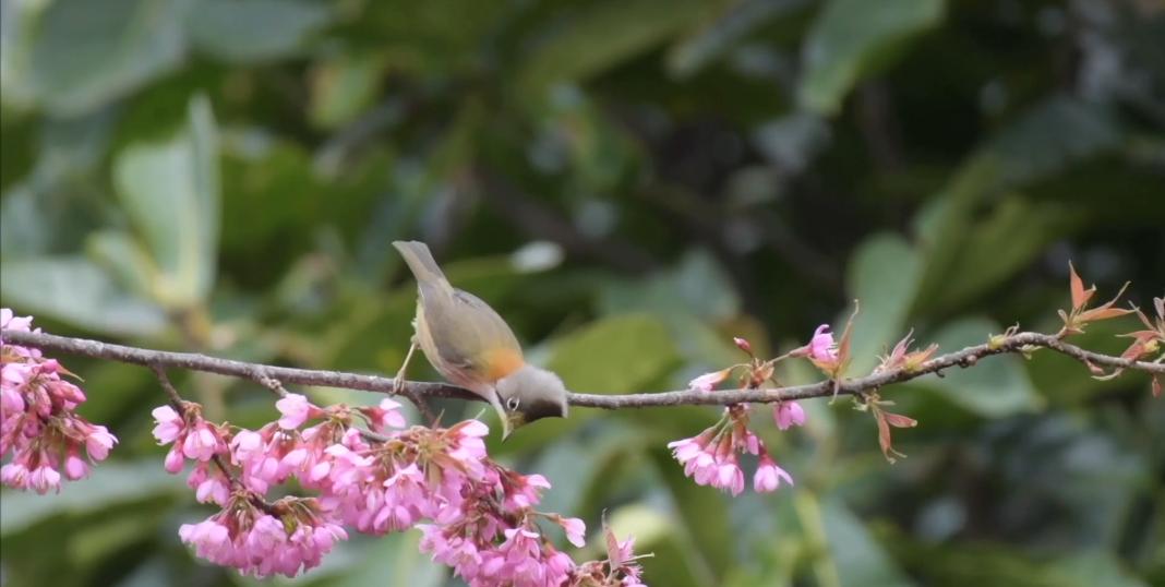 快看这个视频，剧透竹公溪未来有多美