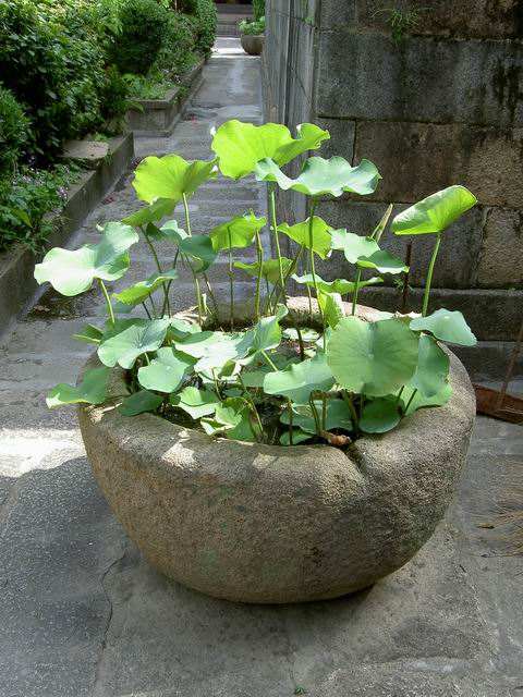 废弃水缸多肉植物造景,坛子种碗莲怎么种好看