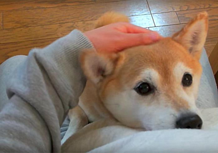 柴犬作揖是为啥,柴犬表示认错