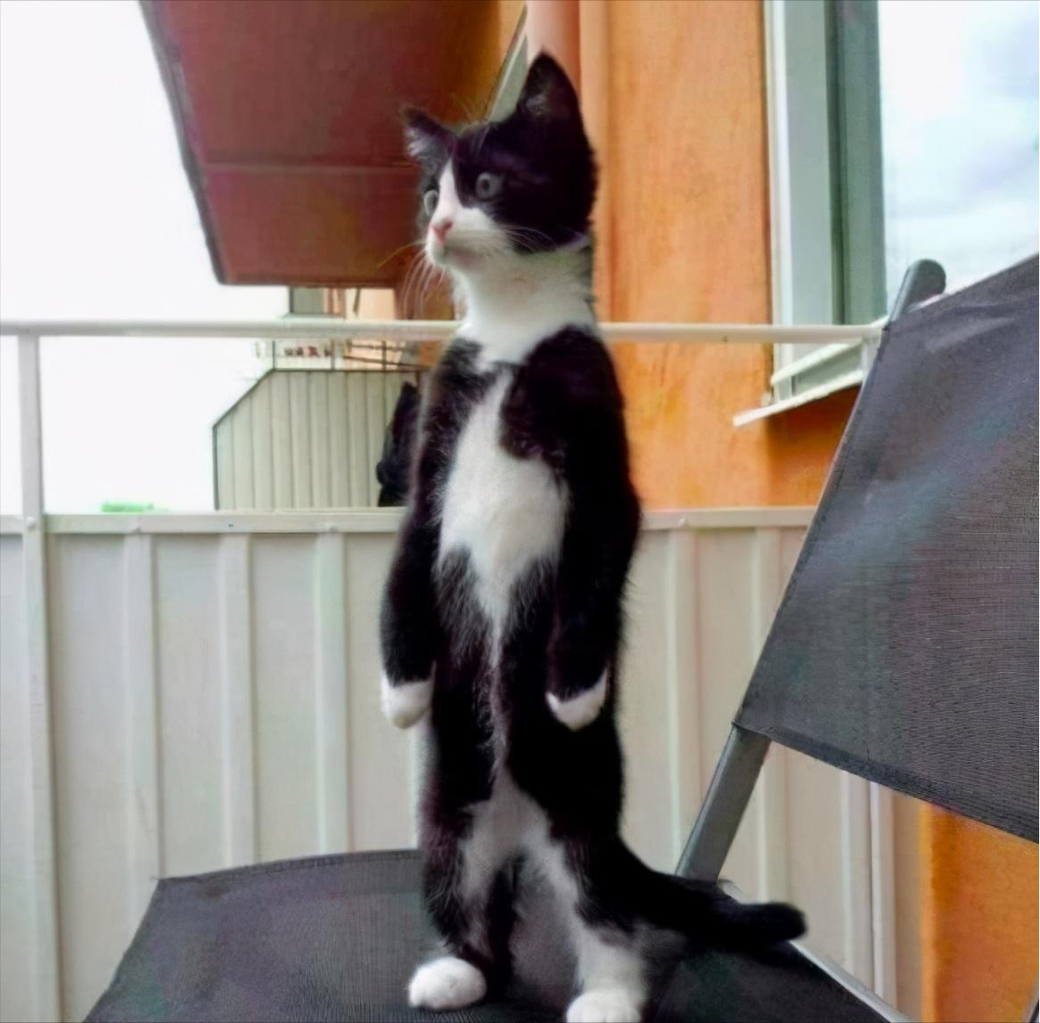 最好养的猫奶牛猫,奶牛猫受欢迎