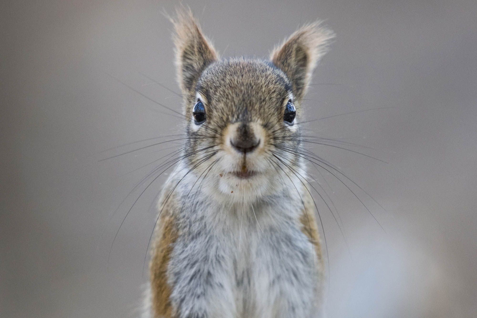 为什么只有人类有感情,为什么只有人类有情感