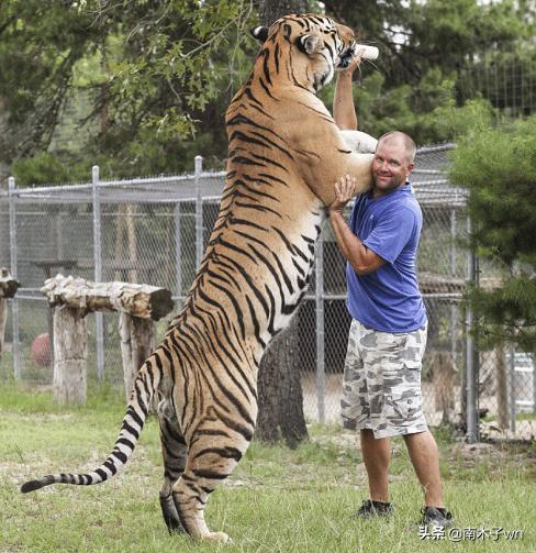 老虎为什么一个月不下崽,为什么老虎一个人吃饭