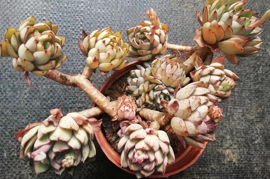 多肉养出状态来有多美？这102种多肉控养上色之后美呆了