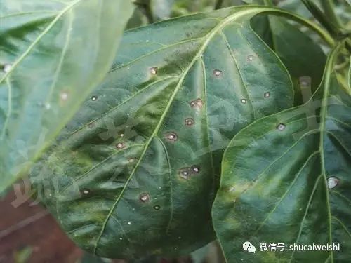辣椒叶长黄锈斑,辣椒叶上长的黄斑怎么治