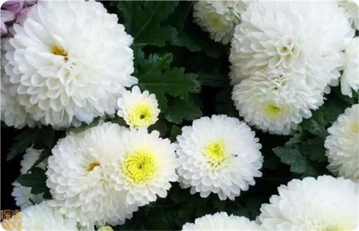 菊花100幅欣赏,菊花的十大绝美诗句