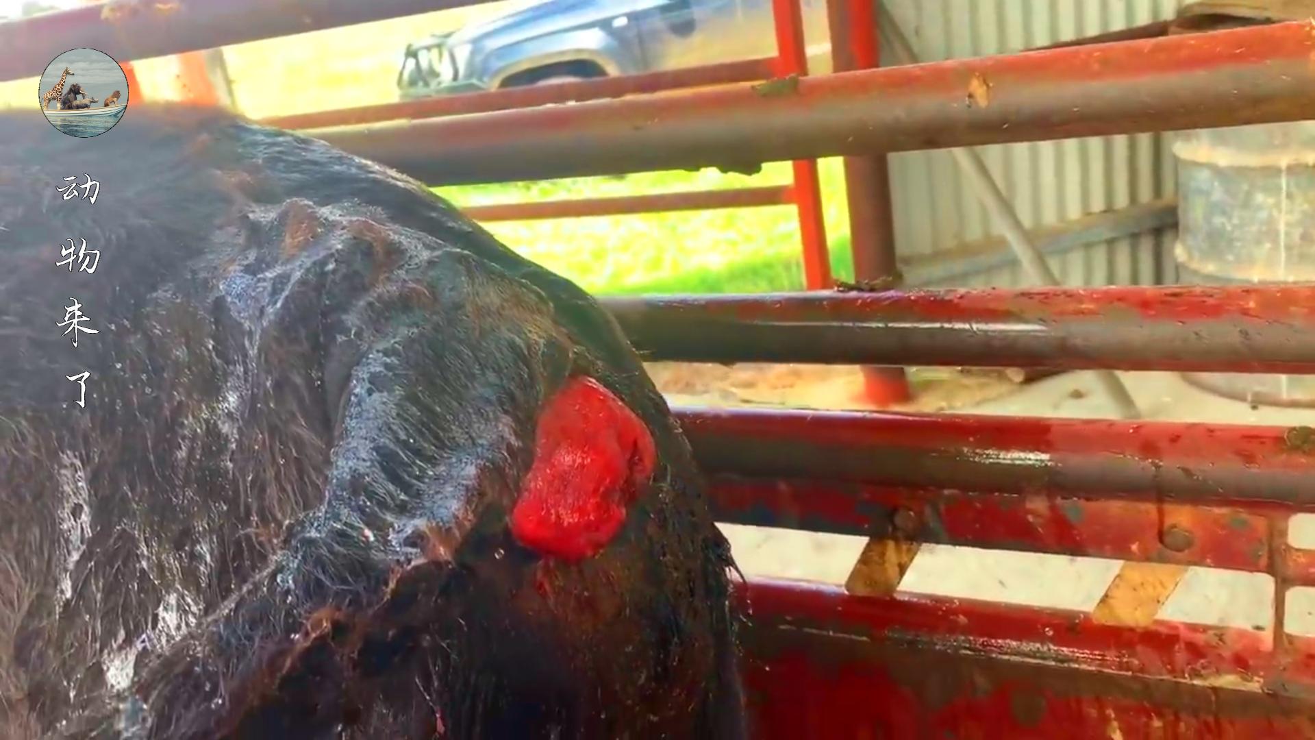 美国主人花1500美金买一头牛，回家一看赔了，牛的直肠脱垂真麻烦