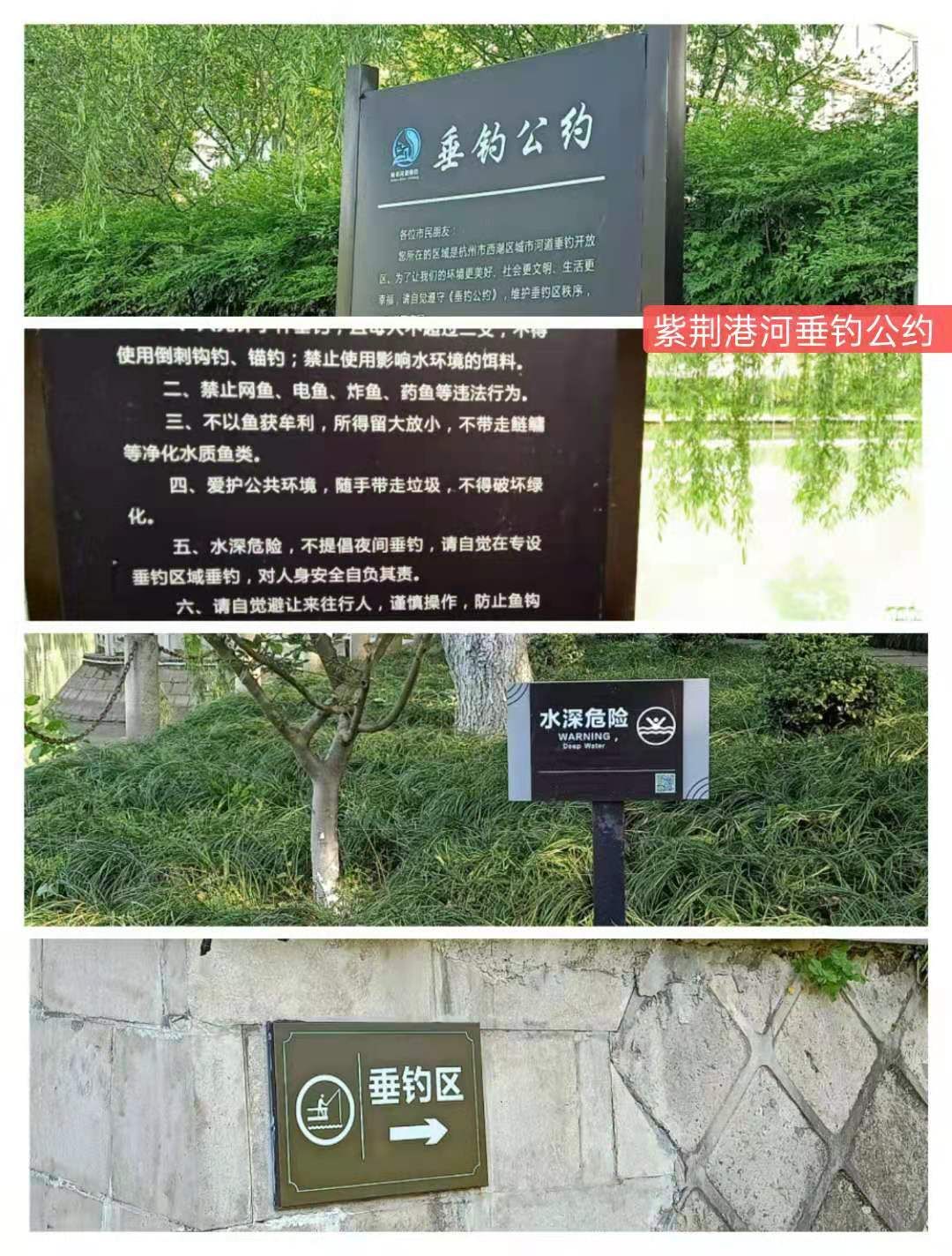 紫荊港源紫荊花紫荆港河穿八桥绿道两岸垂钓人双手活柯野生甲鱼