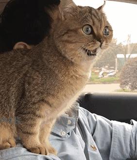 过年回家我的猫怎么办,春节回老家猫咪怎么办