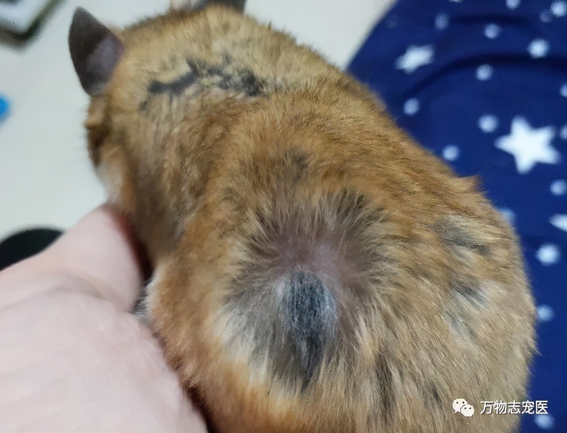 网上买的金丝熊刚到会有疾病吗,金丝熊常见疾病