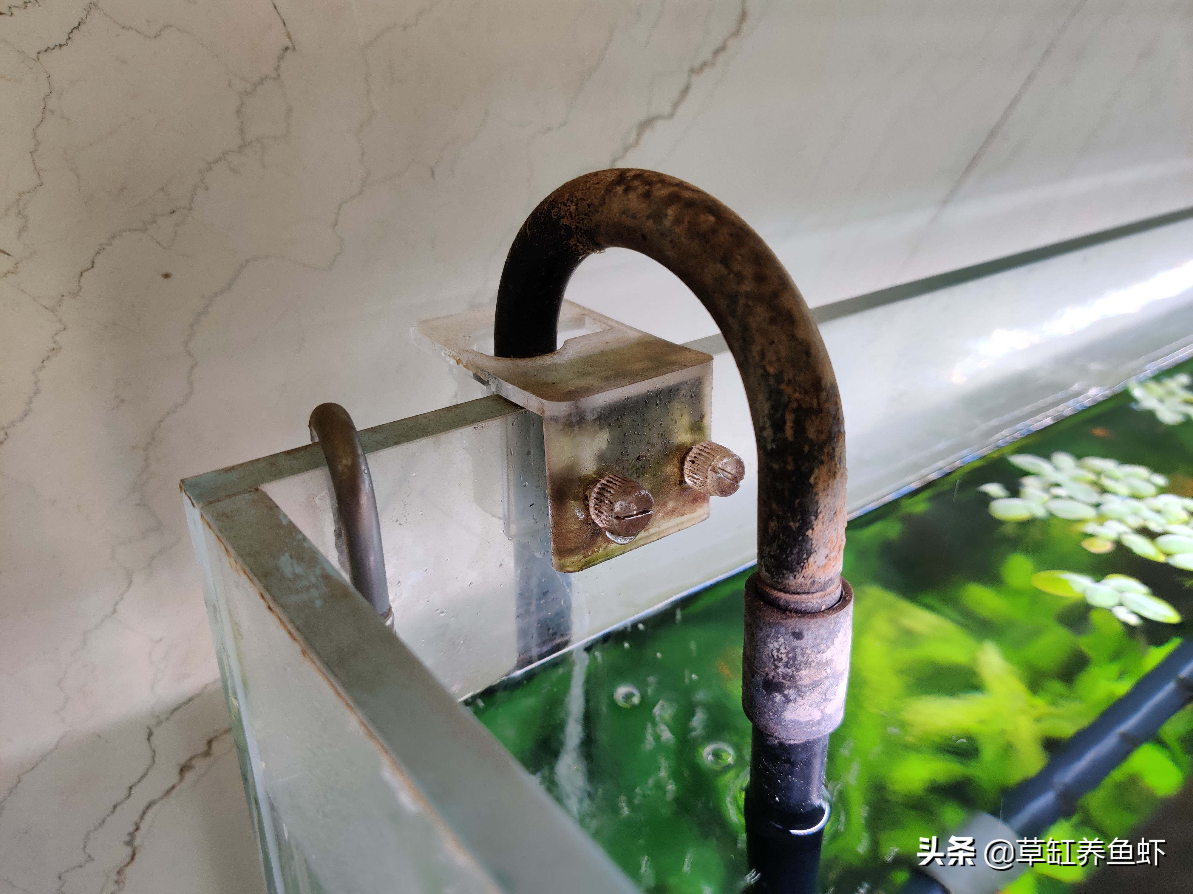 鱼缸水渍怎么调理,鱼缸水渍去除不伤鱼