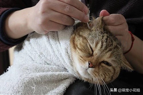 猫咪挠耳朵都快破了是怎么回事,猫咪得了猫癣挠耳朵怎么办