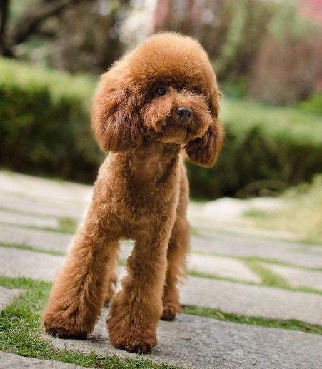 泰迪幼犬的注意事项,关于泰迪幼犬的知识