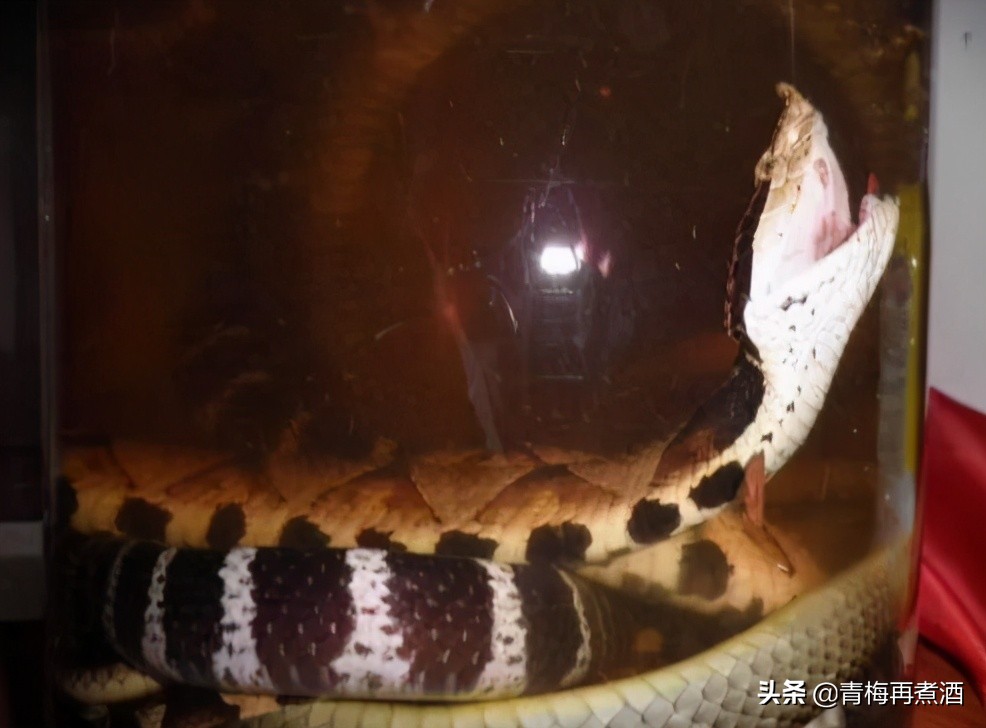 活蛇泡酒寄生虫能泡死么,蛇泡酒泡了三年没死还咬死个人