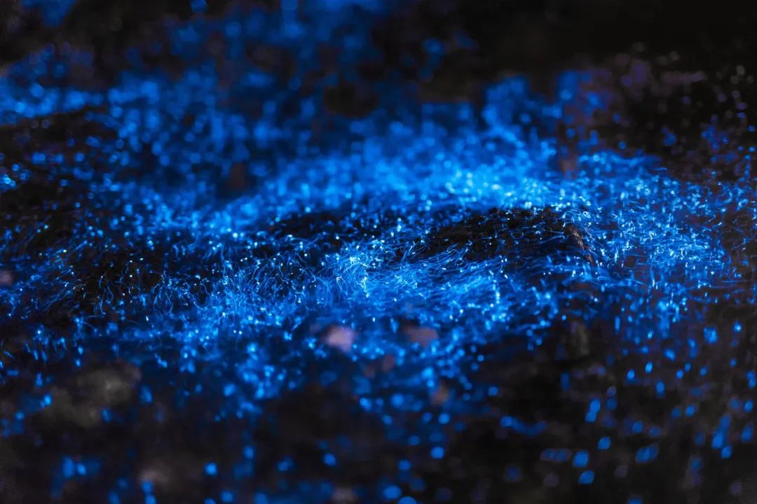 “蓝眼睛”迎来大爆发！现实版“奇幻漂流”，大海已经美成星河