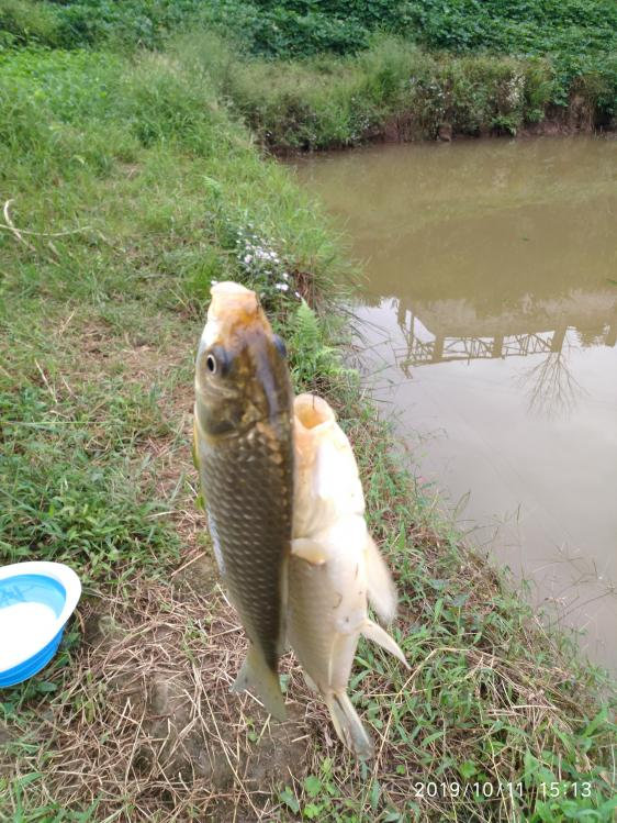 本汀宗师有限量版吗,本汀太极宗师黑坑竿