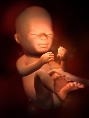 胎儿发育全过程标本,是否能看到胎儿的发育过程