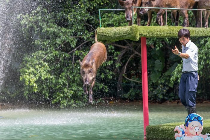 长隆飞鸟乐园湿地精灵,长隆飞鸟公园一日游攻略