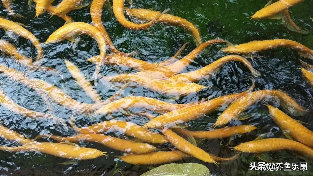 这位土豪家的渔场,光滤材就花了500多万,你确定不要见识一下?