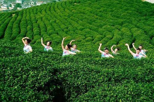 广西崇左介绍 (广西崇左有多少平方公里)