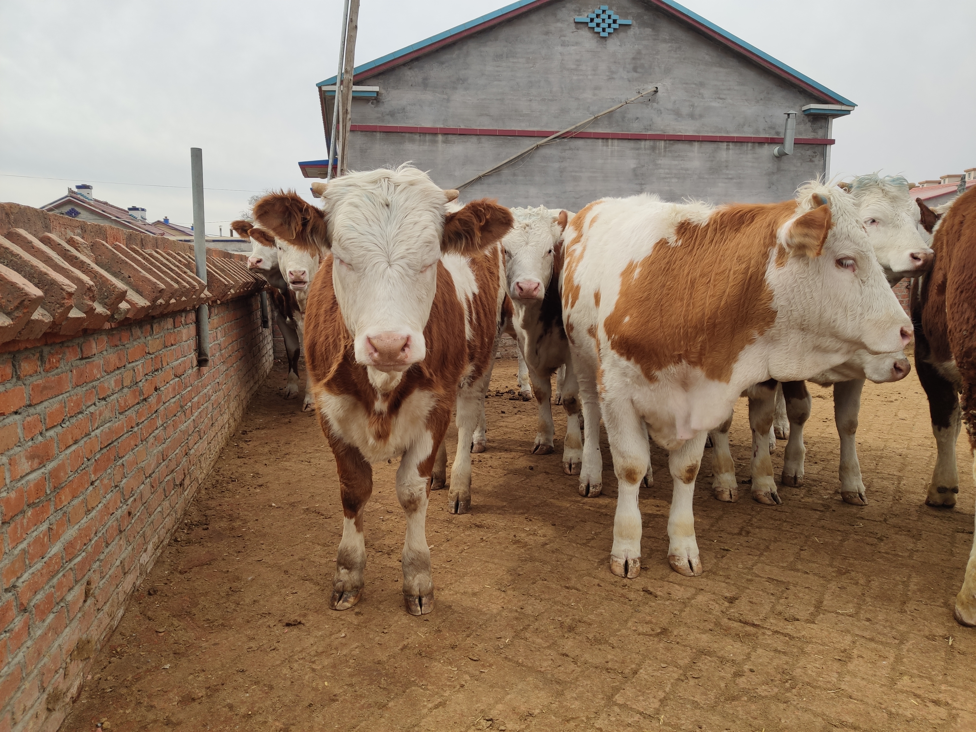 连阴雨天喂牛要注意什么,潮湿天气猫粮会坏吗