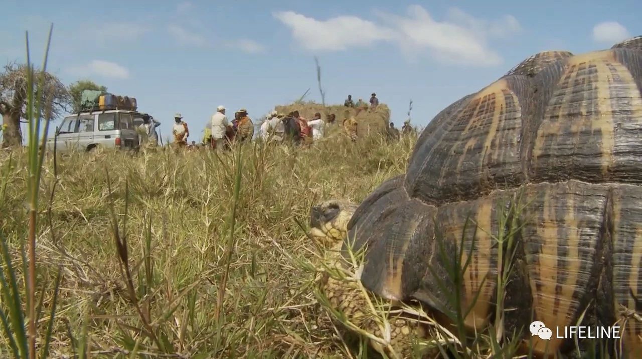 龟中“考拉”，请别让我们的孩子在博物馆见到它们...