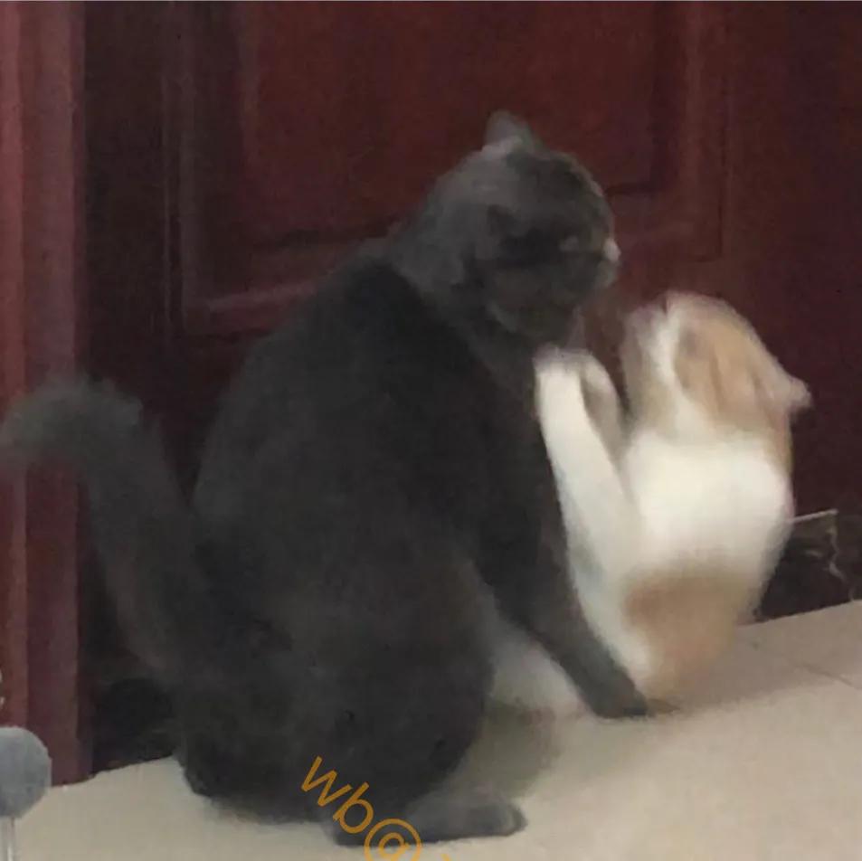 可怜的猫咪是怎么被整惨,这只猫被网友整成什么样了