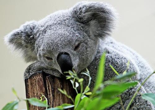 树袋熊生活习性视频,树袋熊很可怕的样子