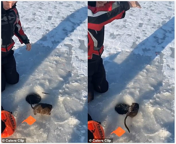 美国大学生湖面冰钓，钓上来一只大“老鼠”，细看是只貂儿