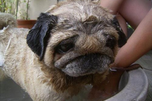 狗狗害怕洗澡怎么训练,狗狗害怕洗澡怎么训练它听话