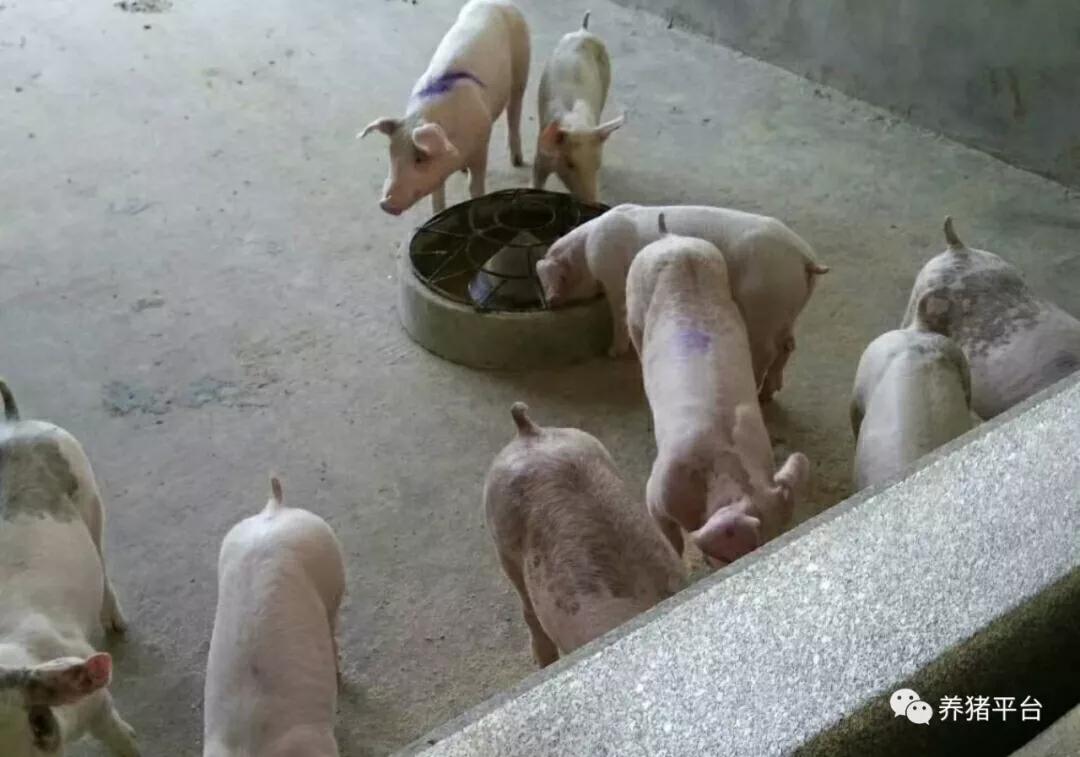 百病从肝治？技术老师给你最最实用的猪场保肝方案