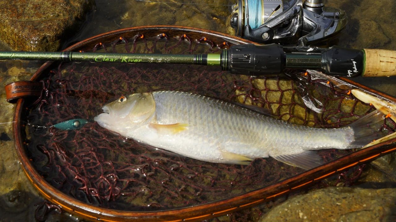 微物钓鱼vlog,蓝鲫微物