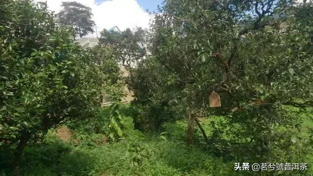 云南临沧双江勐库冰岛茶,双江县勐库冰岛茶